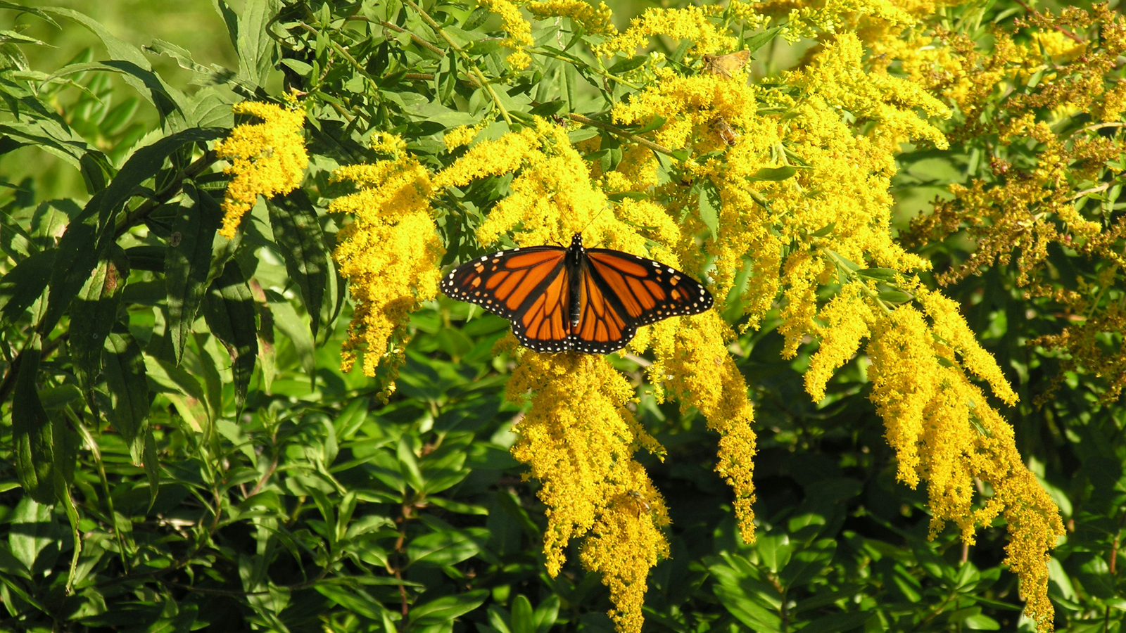 butterfly on a yellow flower